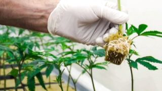 How to clone a cannabis plant. Fast and easy!