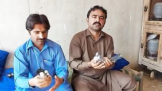 Pegion Male and female Rohja Kabooter