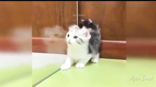Смешные Коты и Кошки №3.