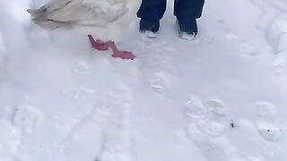 Любов гуся