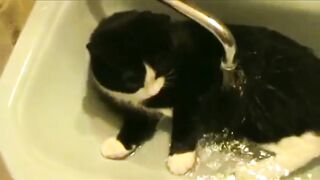 Кот купается