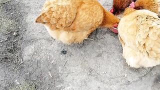 Мої курочки
