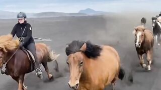 Подборка видео о животных