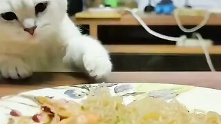 CATTY Love