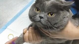 CATTY Love 2