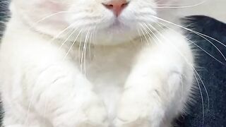 CATTY Love 7