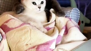 CATTY Love 9