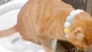 CATTY Love 10