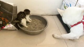 CATTY Love 11