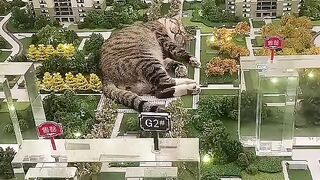 CATTY Love 13