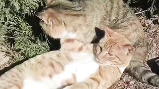 CATTY Love 14