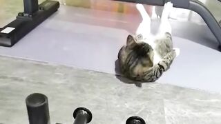 CATTY Love 18