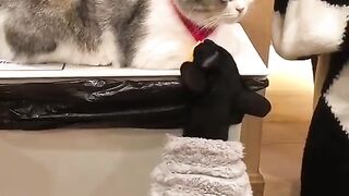 CATTY Love 19