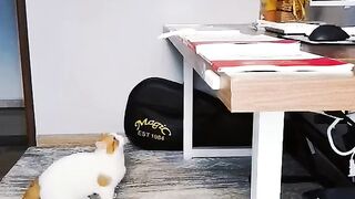 CATTY Love 21