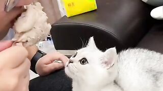 CATTY Love 23
