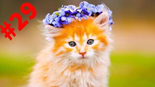Смешные зверюги????funny animals#29