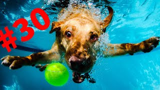Смешные зверюги????funny animals#30