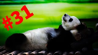 Смешные зверюги????funny animals#31