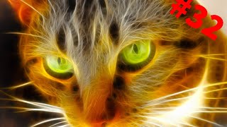 Смешные зверюги funny animals#31