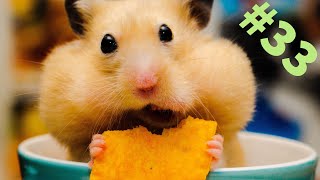 Смешные зверюги funny animals#33