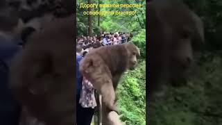 Крепко держится паренёк -ЭТО ЖЕСТЬ!!!