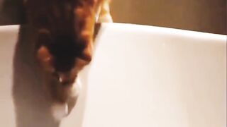 Funny moments of funny animals????????????