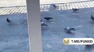 Голубь завис