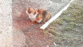 Котик Люся