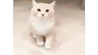 Наглая рыжая морда