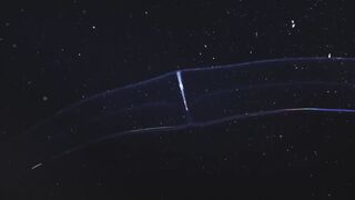 Венерин пояс (лат. Cestum veneris) — вид гребневиков из класса щупальцевых.