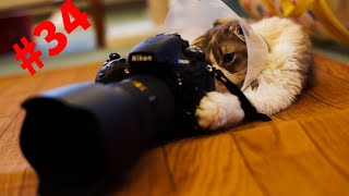 Смешные зверюги funny animals#34