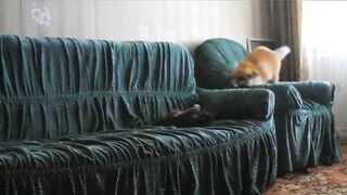 Лиса резвится с кошкой