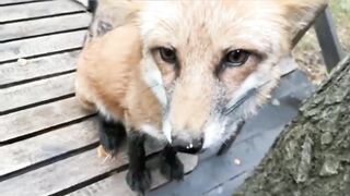 Лиса ругается что кончился сыр