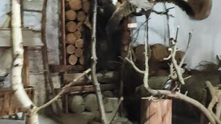 Музей експонатів