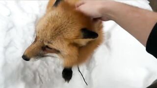 Алиса поймала мышу