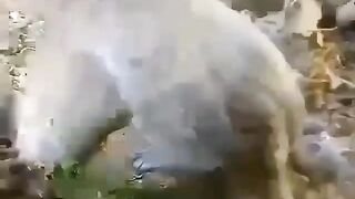 Monkey delivery