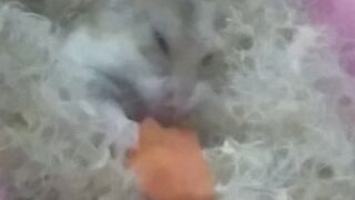 Смешной хомячок