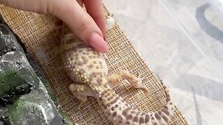 Релакс 4