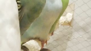 Australian budgies colony setup