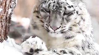 Snow Leapard????