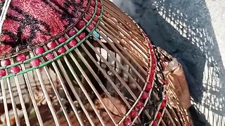 Green Parrots Funny Playing With Sound | Talking Parrots | Green Ringneck | Baby Parrots |