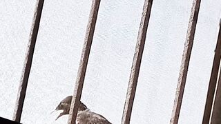 Koyal | Bird|