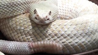 Beauti of nature -- Animals