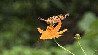 most beautiful Butterfly