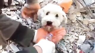 Turkey earthquake safe small dog