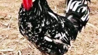 Animals