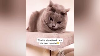 Best Of Pets Tiktoks 2023 - Top Funny Pet Videos Tiktok compilation - TRY NOT TO LAUGH