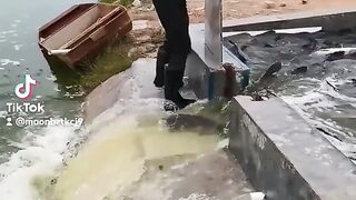 Transfer fish
