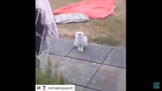 Wilfred Warrior (All Parts)????????Try Not to Laugh!