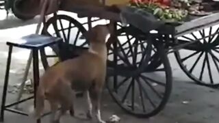 Funniest_Animal_Videos!_funny_Dogs__????and_Cats????(720p)